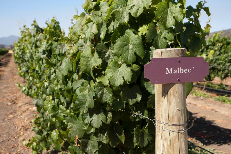 Vineyard - Malbec being grown on the vine